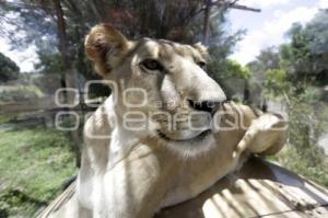 AFRICAM SAFARI