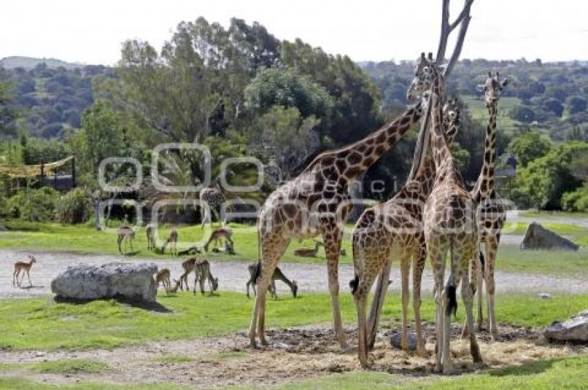 AFRICAM SAFARI