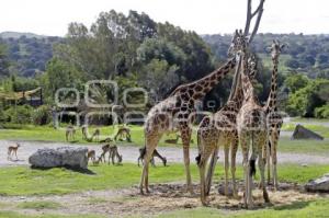 AFRICAM SAFARI