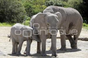 DÍA MUNDIAL DEL ELEFANTE