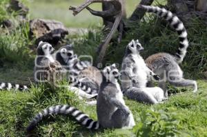 AFRICAM SAFARI