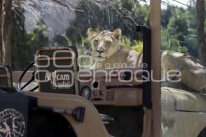 AFRICAM SAFARI