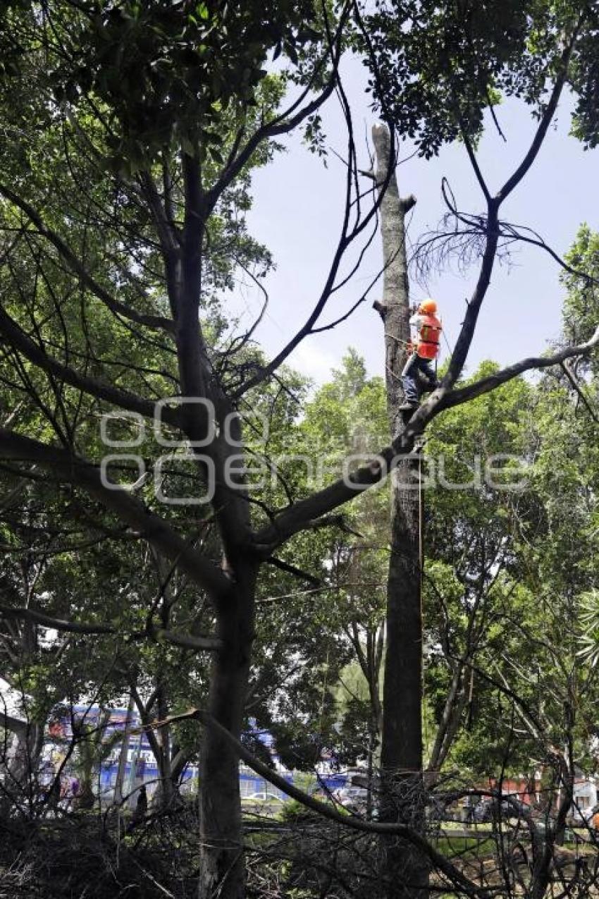 ÁRBOLES PASEO BRAVO