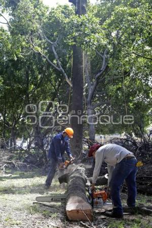 ÁRBOLES PASEO BRAVO