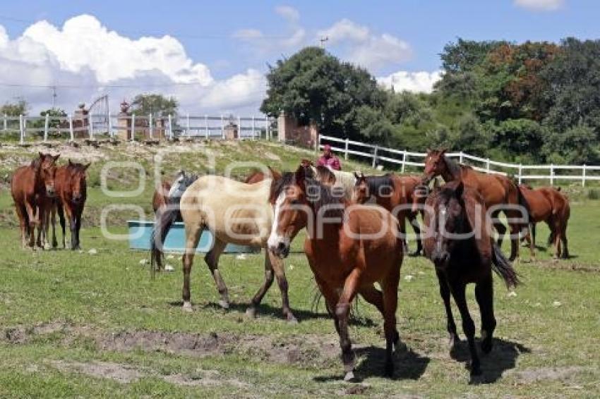 SANTUARIO CUACOLANDIA