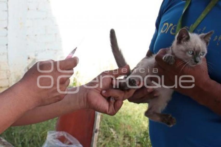 ACATLÁN . VACUNACIÓN ANTIRRÁBICA