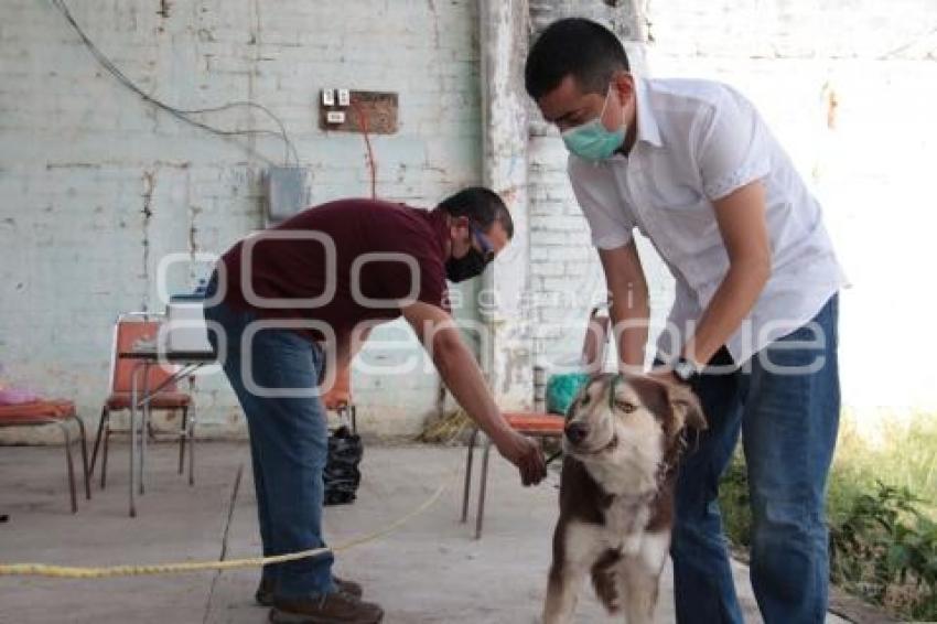 ACATLÁN . VACUNACIÓN ANTIRRÁBICA