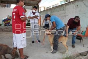 ACATLÁN . VACUNACIÓN ANTIRRÁBICA