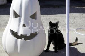 CALABAZAS DE BARRO