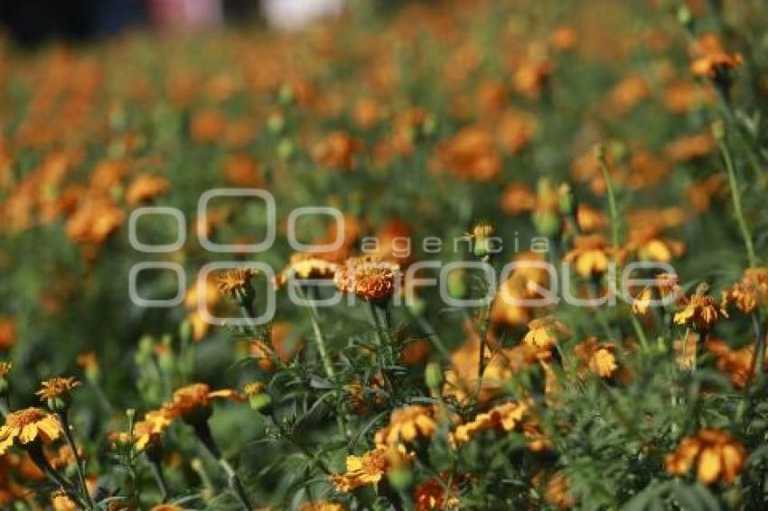 DÍA DE MUERTOS . FLOR DE CEMPASÚCHIL