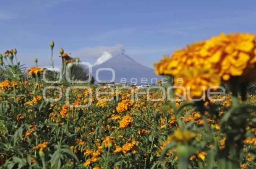 DÍA DE MUERTOS . FLOR DE CEMPASÚCHIL