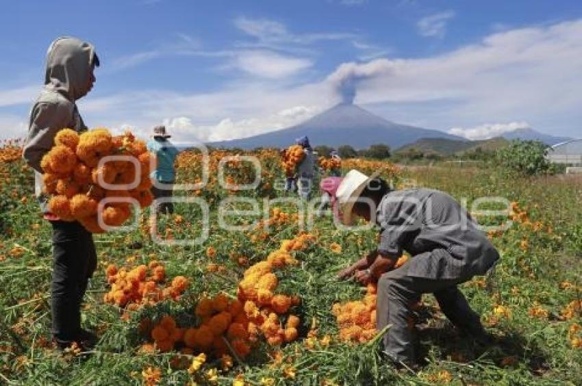 FLOR DE CEMPASÚCHIL