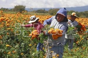 FLOR DE CEMPASÚCHIL