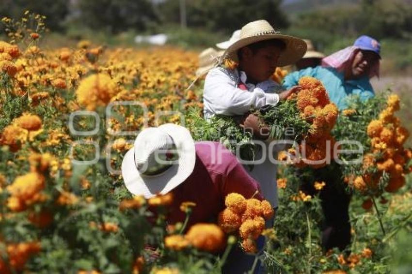 FLOR DE CEMPASÚCHIL