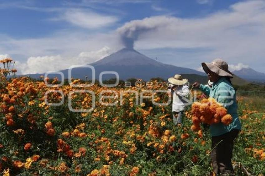 FLOR DE CEMPASÚCHIL