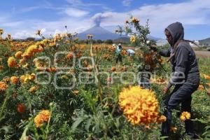 FLOR DE CEMPASÚCHIL