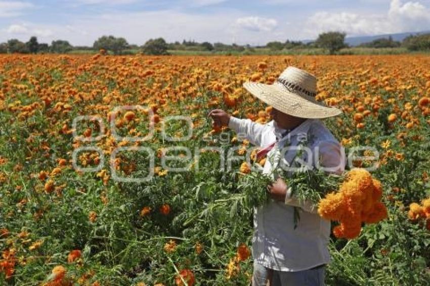 FLOR DE CEMPASÚCHIL