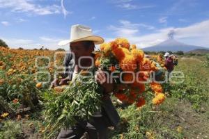 FLOR DE CEMPASÚCHIL