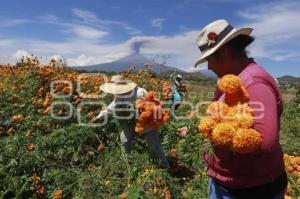 FLOR DE CEMPASÚCHIL