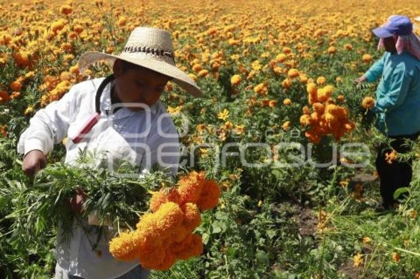 FLOR DE CEMPASÚCHIL