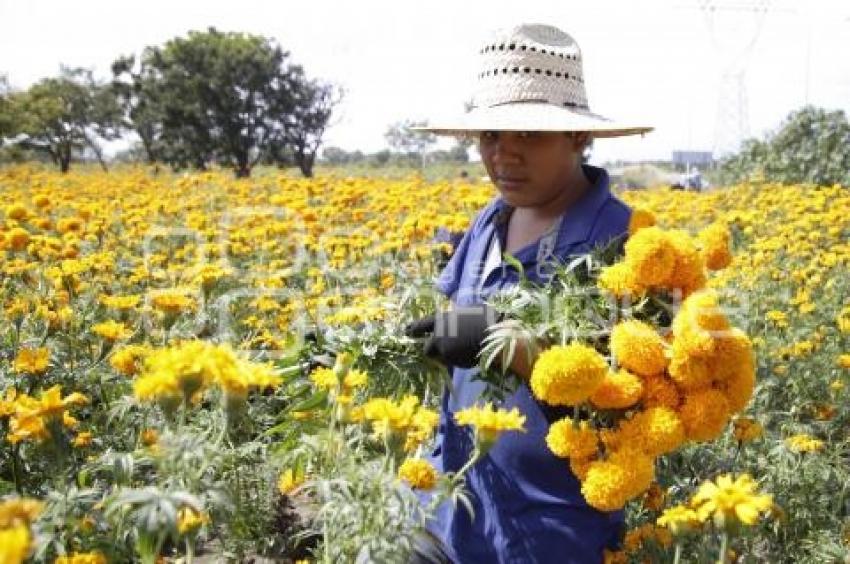 FLOR DE CEMPASÚCHIL