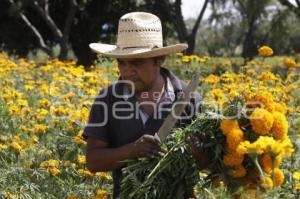 FLOR DE CEMPASÚCHIL