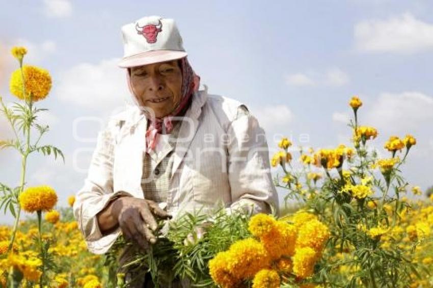 FLOR DE CEMPASÚCHIL