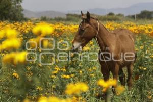 FLOR DE CEMPASÚCHIL