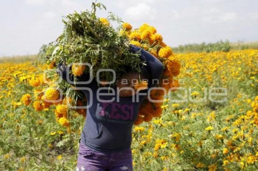 FLOR DE CEMPASÚCHIL