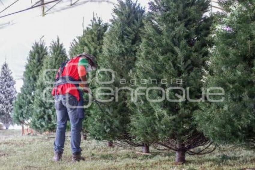 ÁRBOLES NAVIDEÑOS