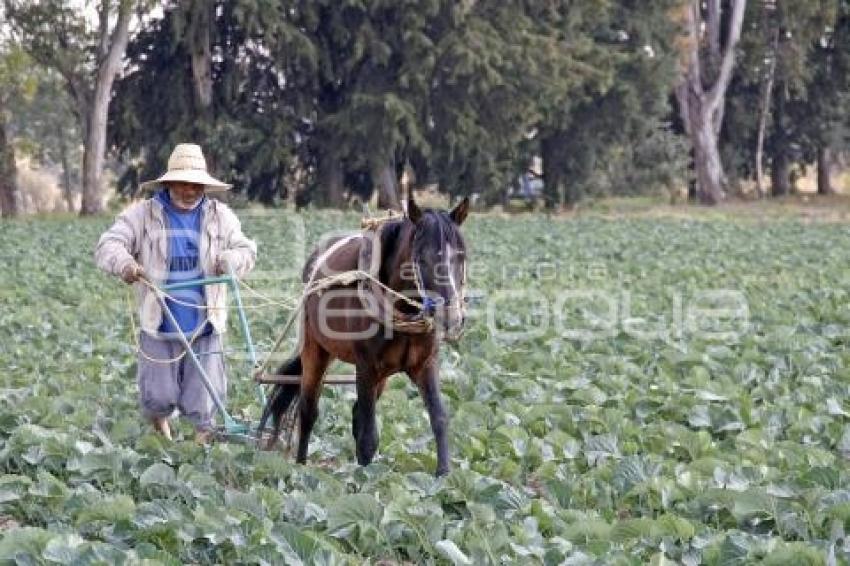 CAMPO . TEXMELUCAN
