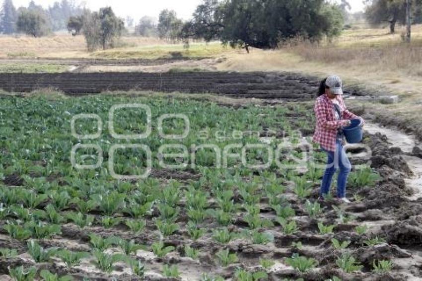 CAMPO . TEXMELUCAN