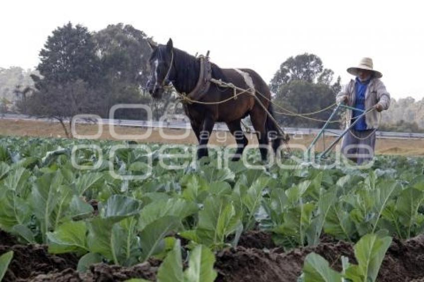 CAMPO . TEXMELUCAN