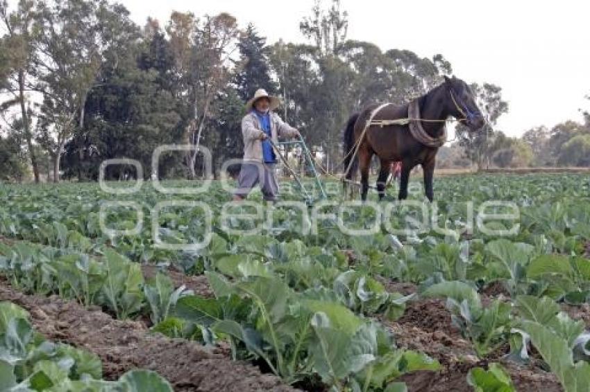 CAMPO . TEXMELUCAN