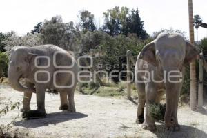 AFRICAM SAFARI . ELEFANTES