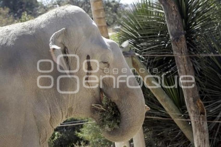 AFRICAM SAFARI . ELEFANTES