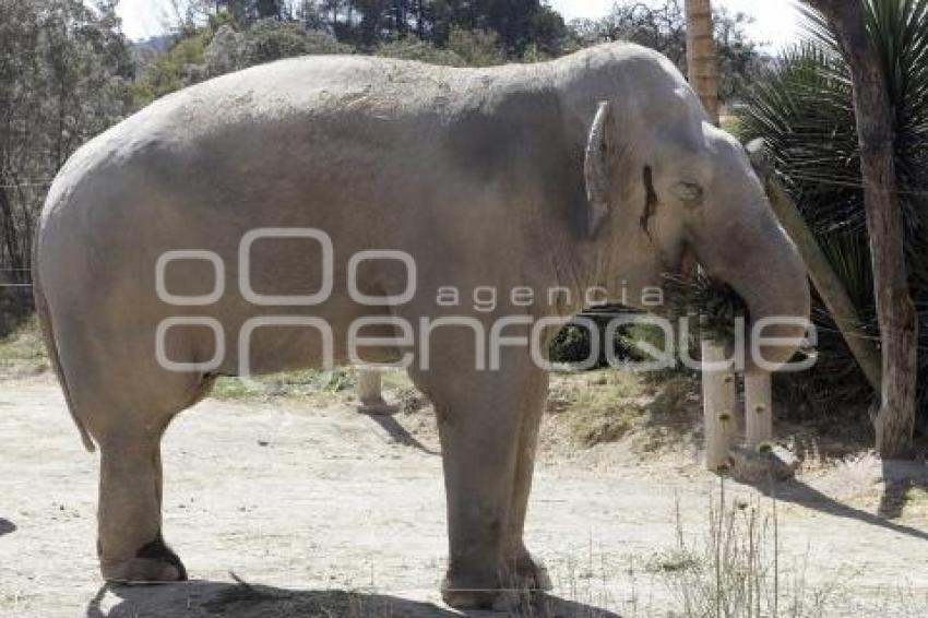 AFRICAM SAFARI . ELEFANTES