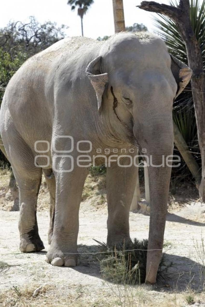 AFRICAM SAFARI . ELEFANTES