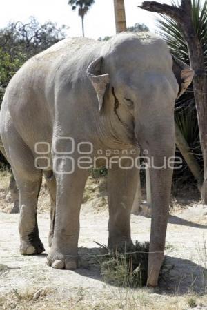 AFRICAM SAFARI . ELEFANTES