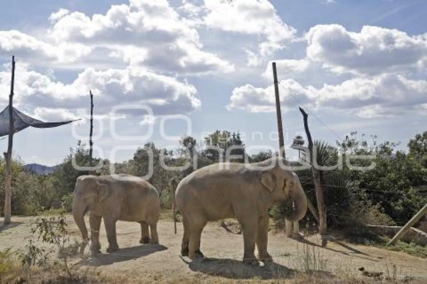 AFRICAM SAFARI . ELEFANTES