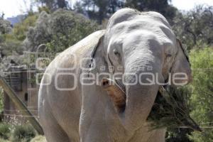 AFRICAM SAFARI . ELEFANTES