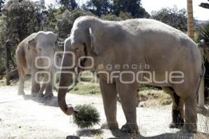 AFRICAM SAFARI . ELEFANTES