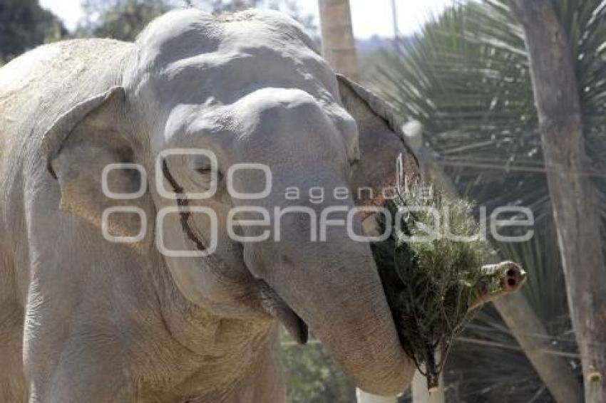 AFRICAM SAFARI . ELEFANTES