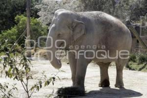 AFRICAM SAFARI . ELEFANTES