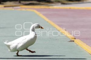 CUAUTLANCINGO . EL AMEYAL