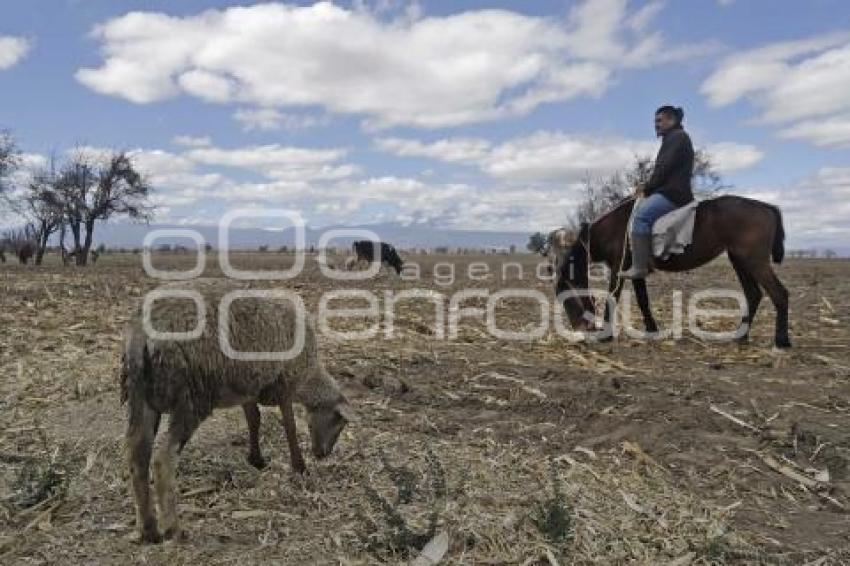 TLALTENANGO