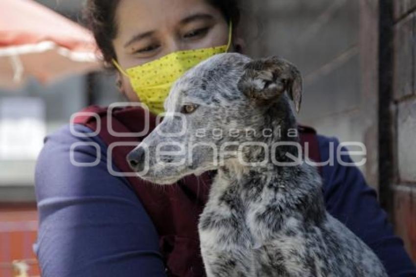 ADOPCIÓN DE MASCOTAS