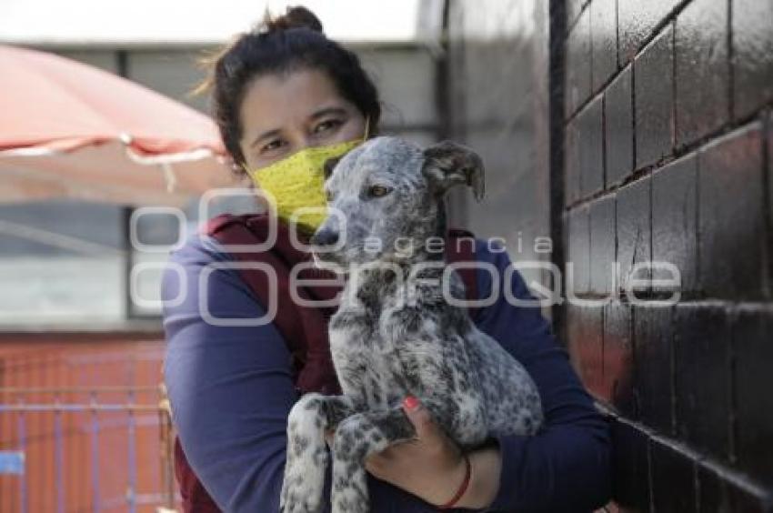 ADOPCIÓN DE MASCOTAS