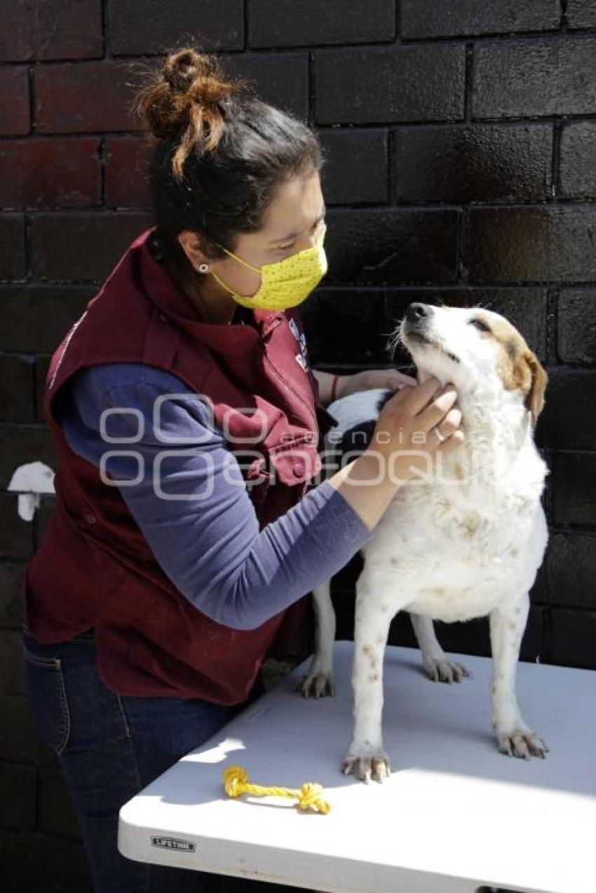 ADOPCIÓN DE MASCOTAS