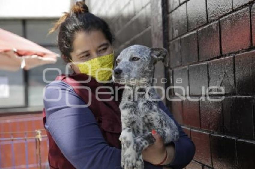 ADOPCIÓN DE MASCOTAS